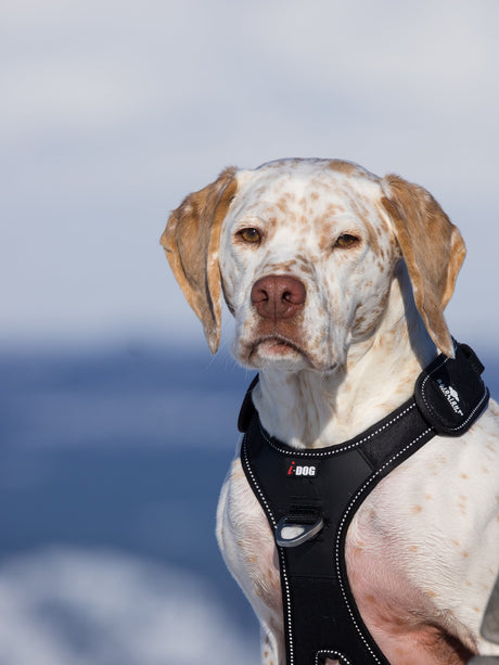 Arnés I-DOG para canicross y canitrail